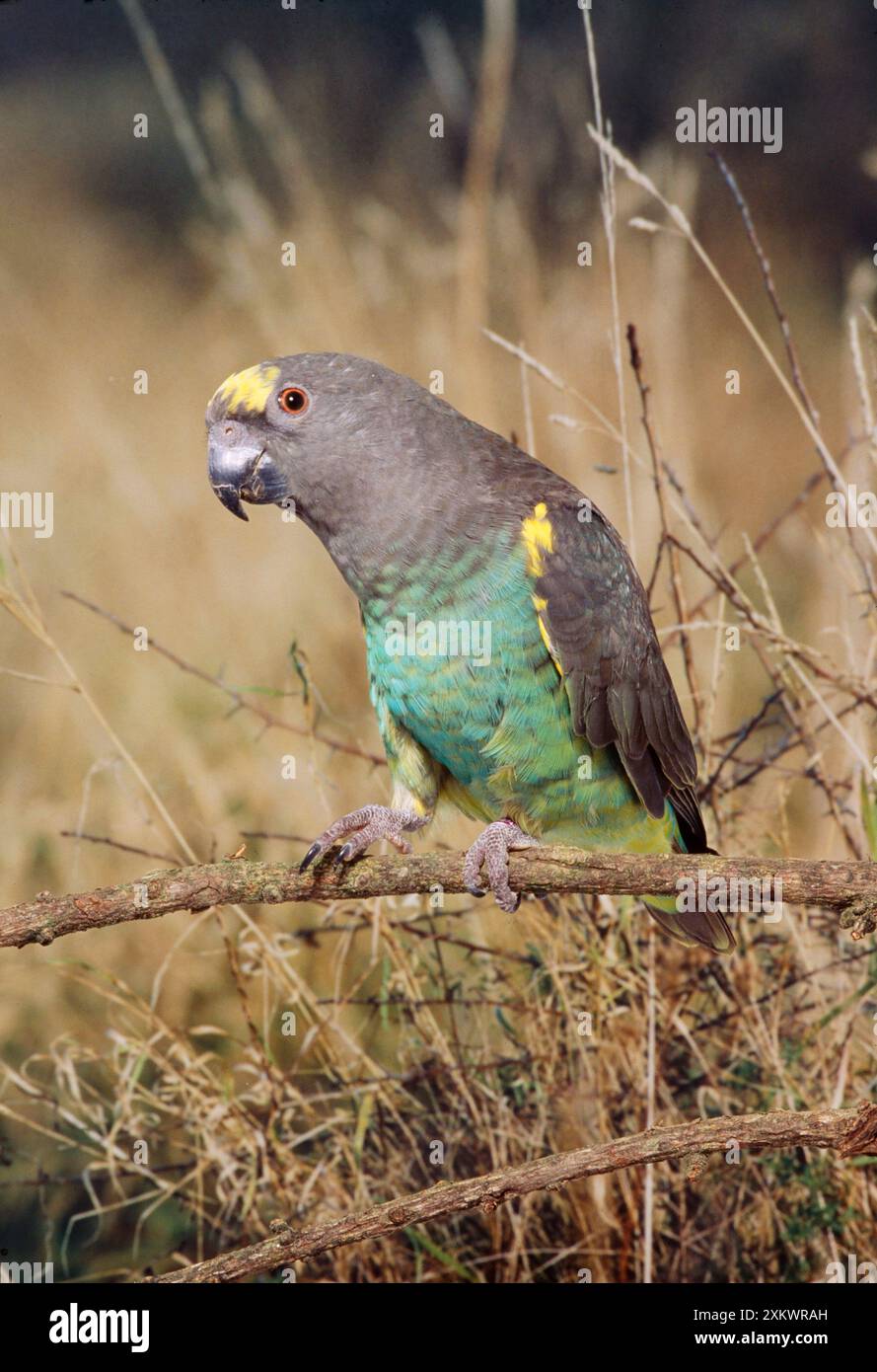 Pappagallo di Meyer Foto Stock