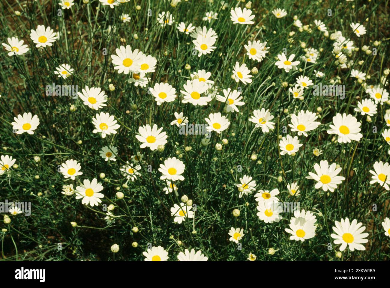 Fiori di pirethrum - una fonte naturale di insetticida Foto Stock
