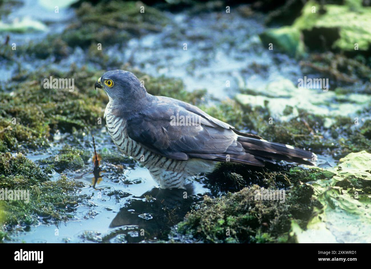 Piccolo falco immagini e fotografie stock ad alta risoluzione - Alamy