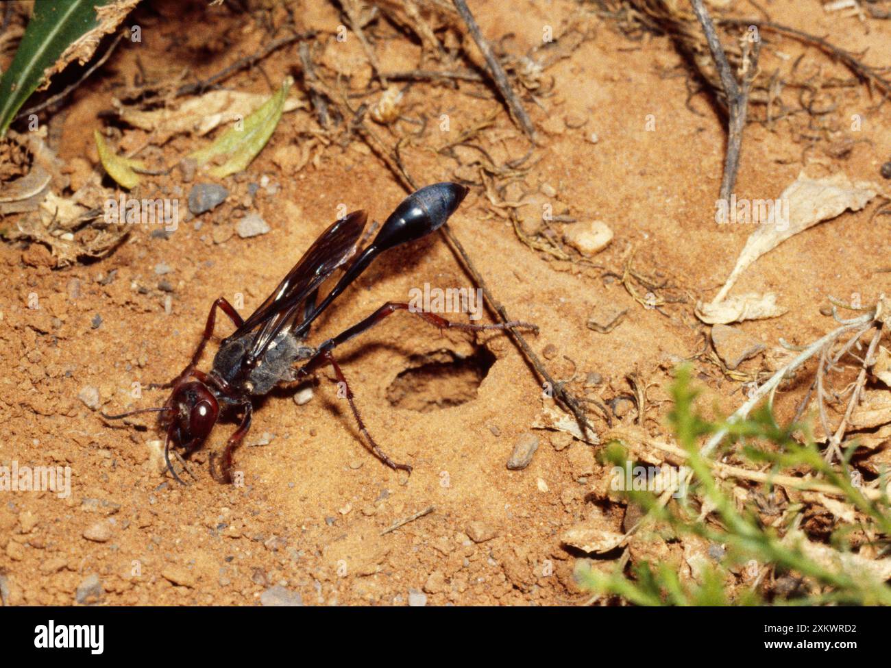 Sand Wasp - riempimento del nido Foto Stock