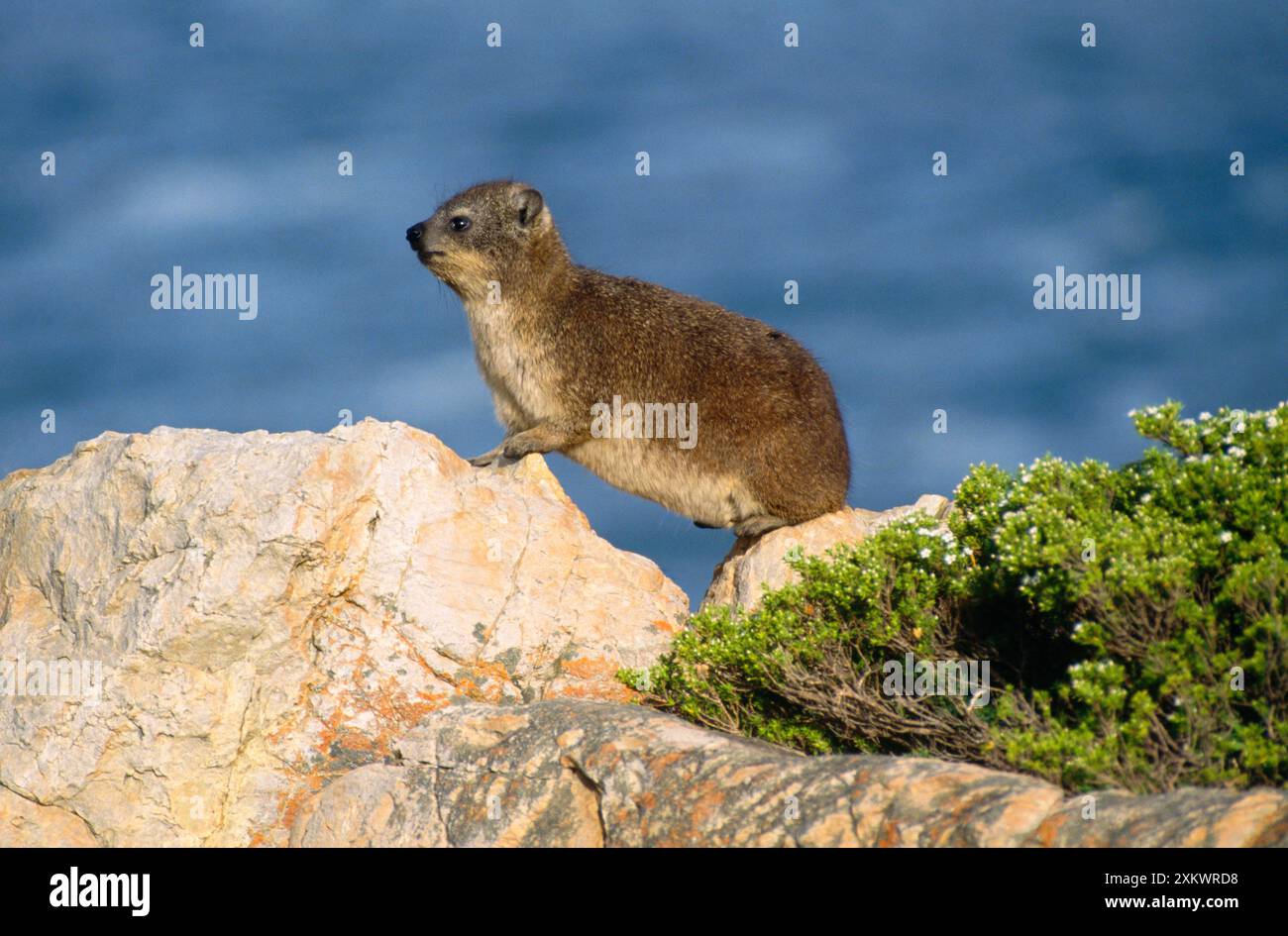 ROCK HYRAX / DASSIE - vista laterale Foto Stock