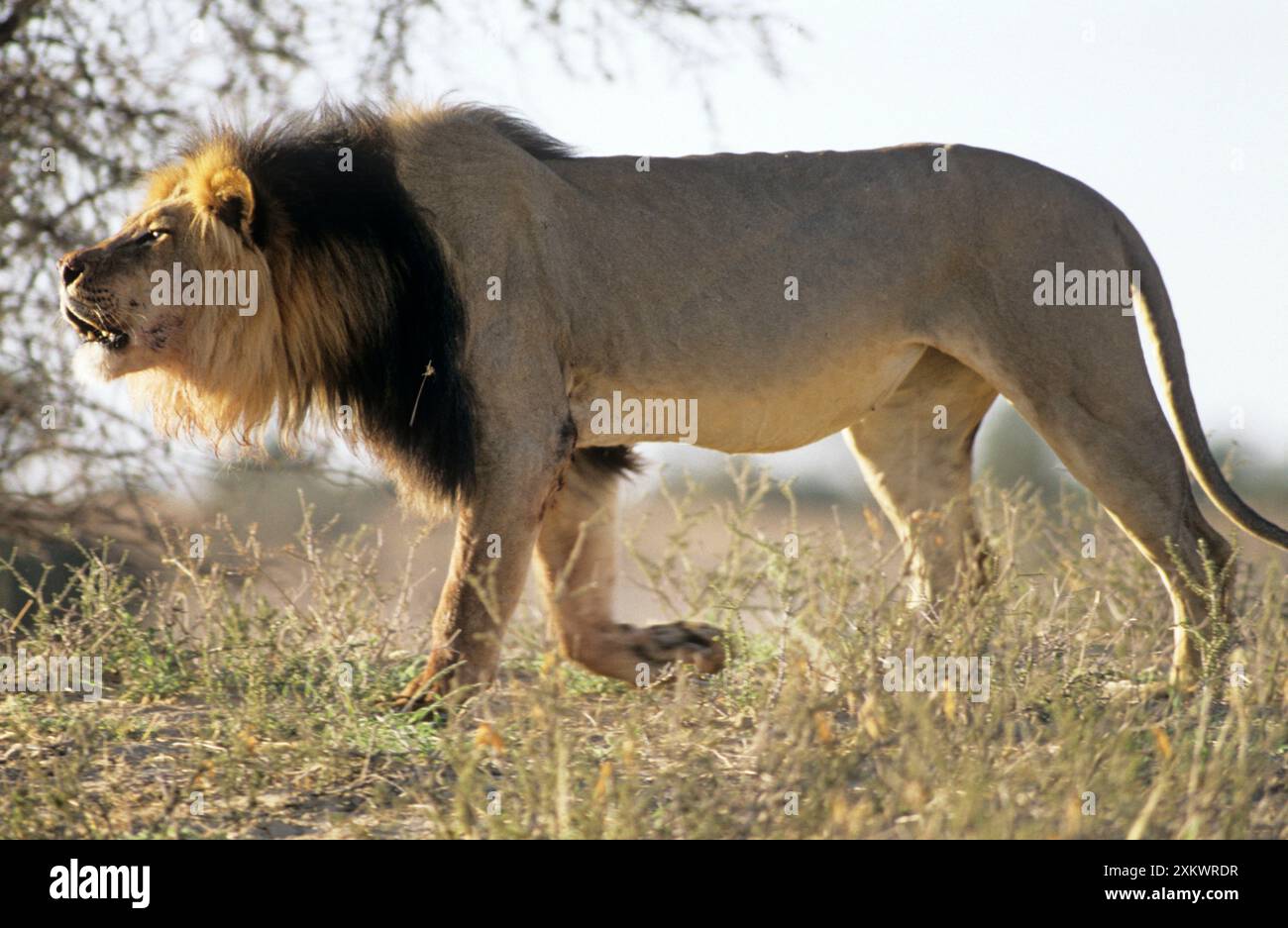 Lion - maschio ruggente Foto Stock