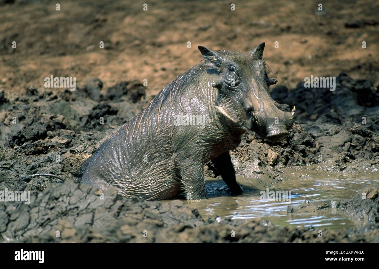 Warthog - maschio - nel fango Foto Stock