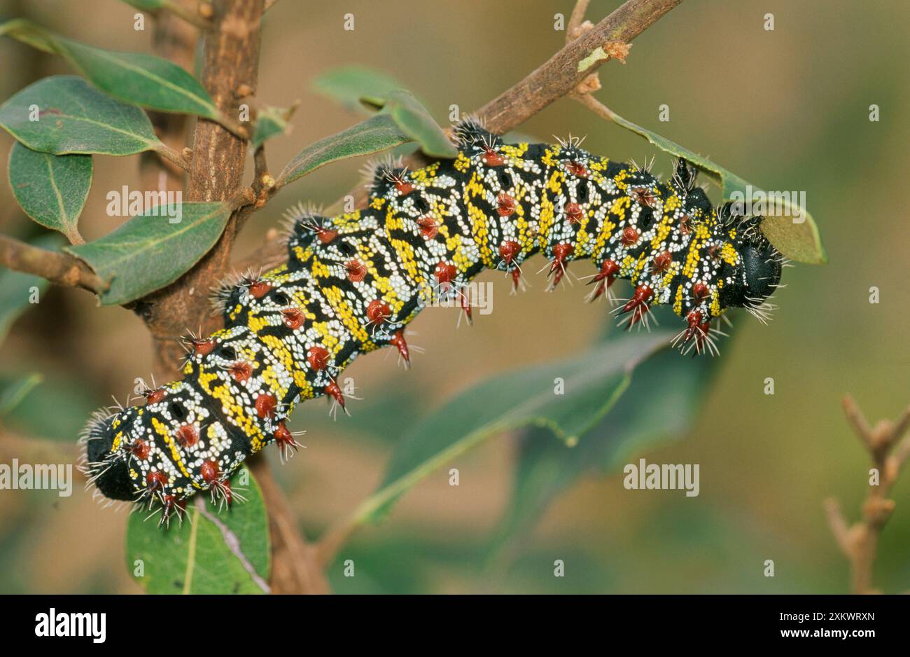 Imperatore Mopane Moth - alimentazione del bruco. Foto Stock