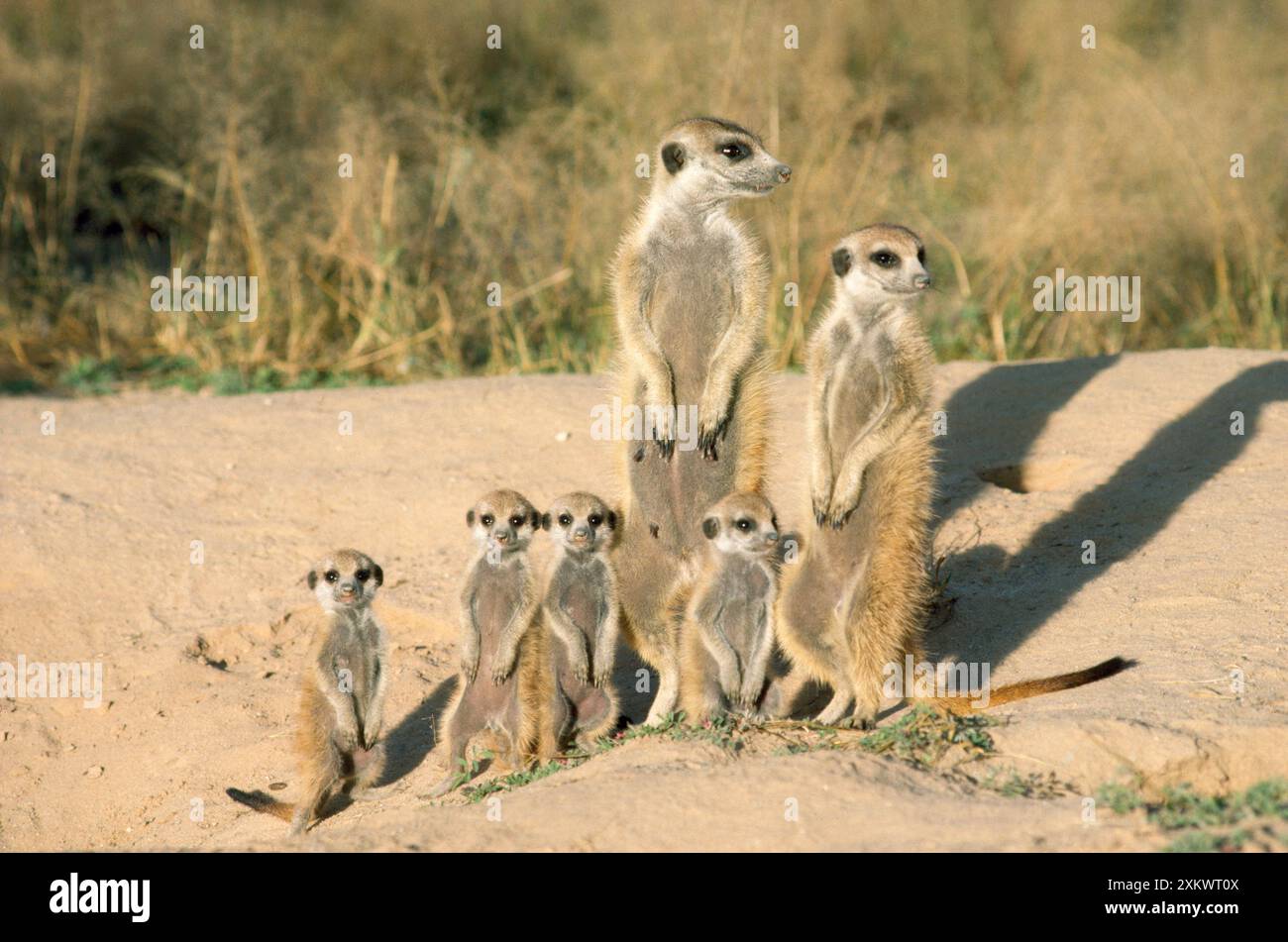 Suricate / Meerkat - madre e nursemaid con cuccioli Foto Stock
