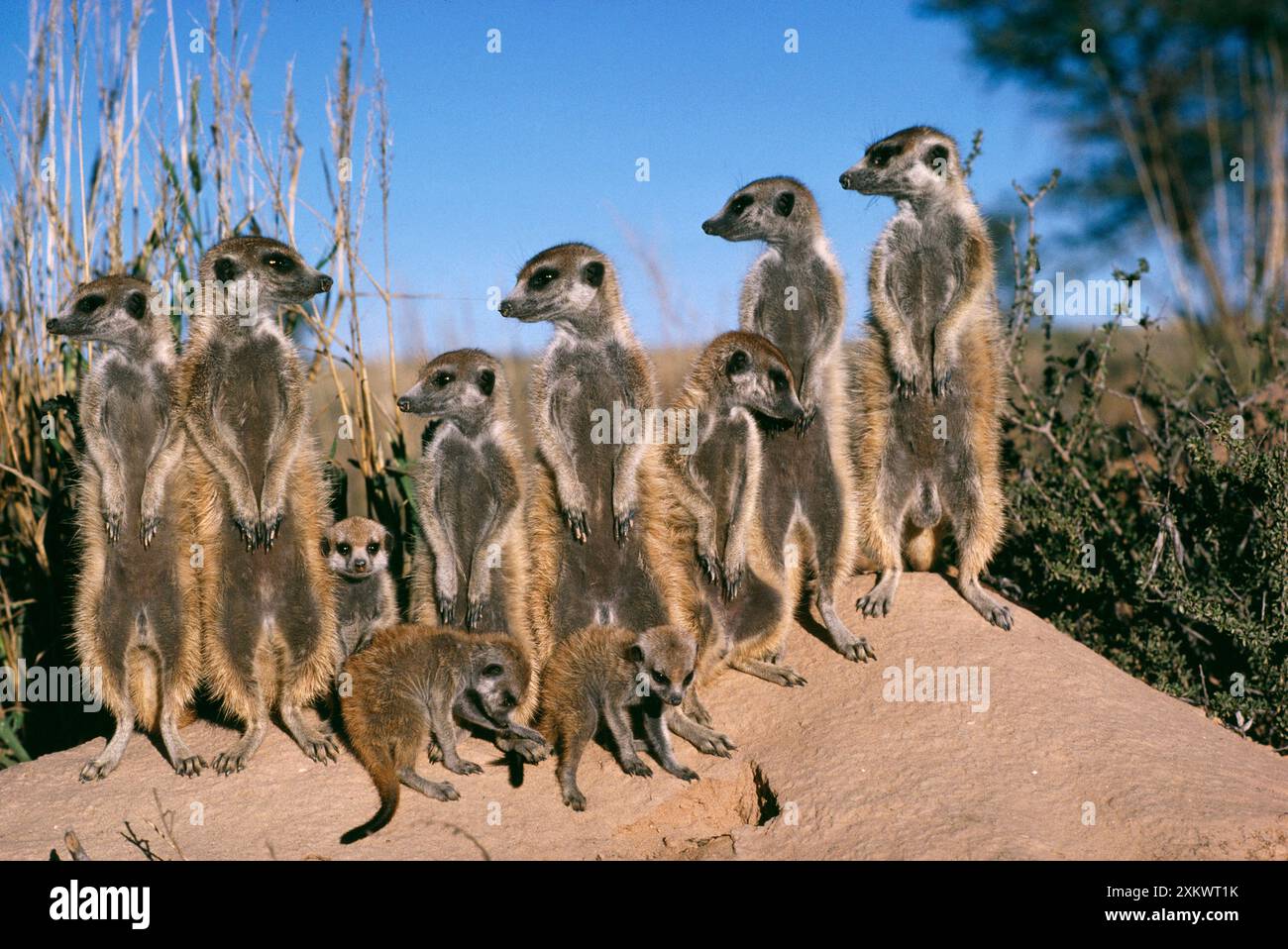 Suricate / Meerkat - bagnarsi al sole Foto Stock