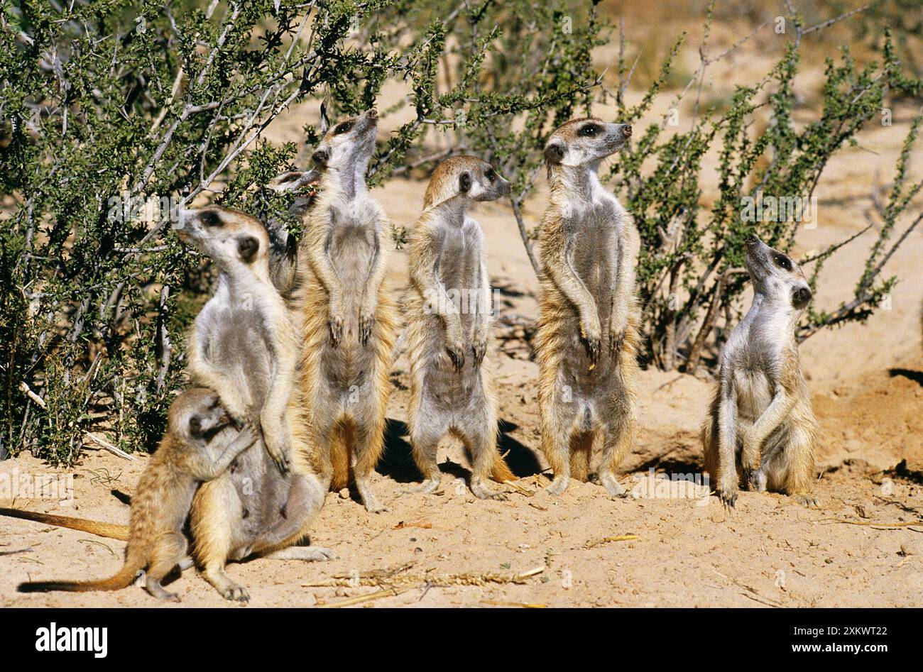 Suricate / Meerkat - Guarda Raptor in alto, pronto Foto Stock