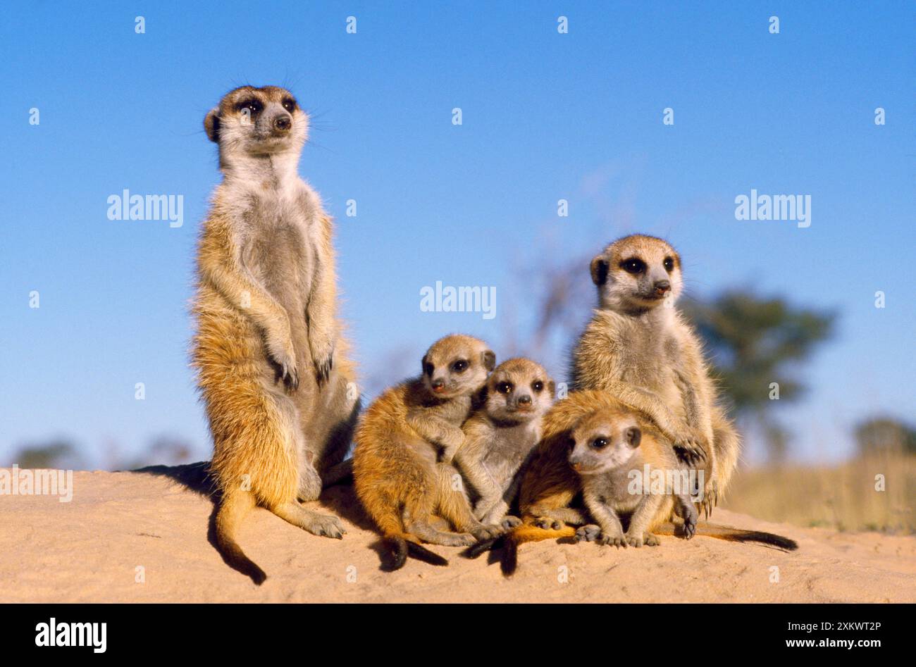 Suricate / Meerkat - giovane Foto Stock