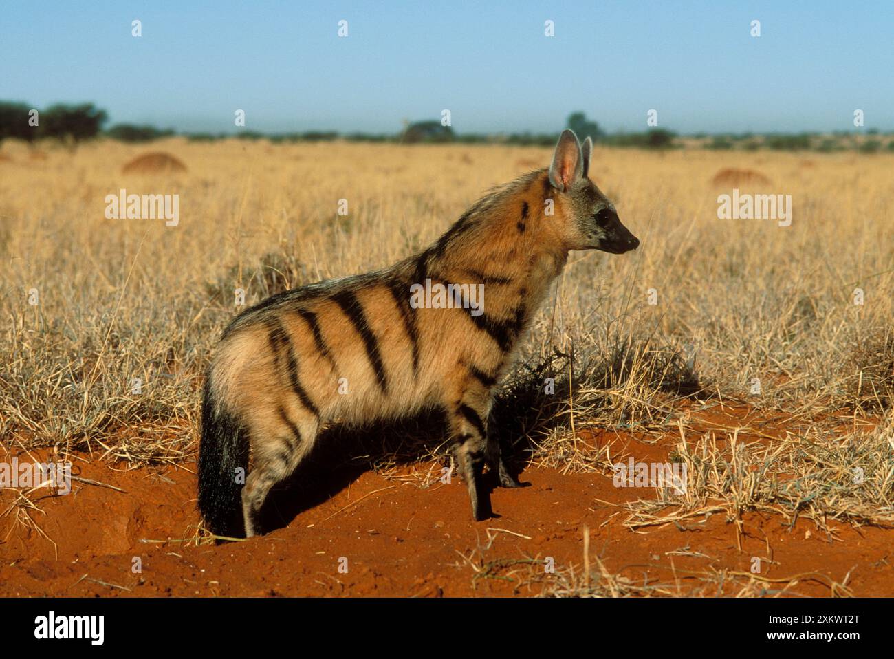 AARDWOLF - Vista laterale Foto Stock
