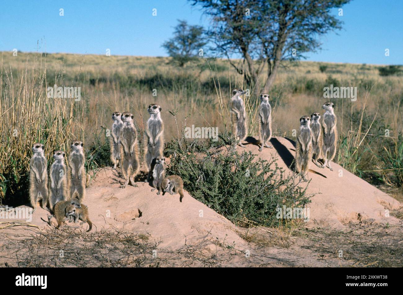 Suricate / Meerkat - gruppo, prendere il sole alla prima luce Foto Stock