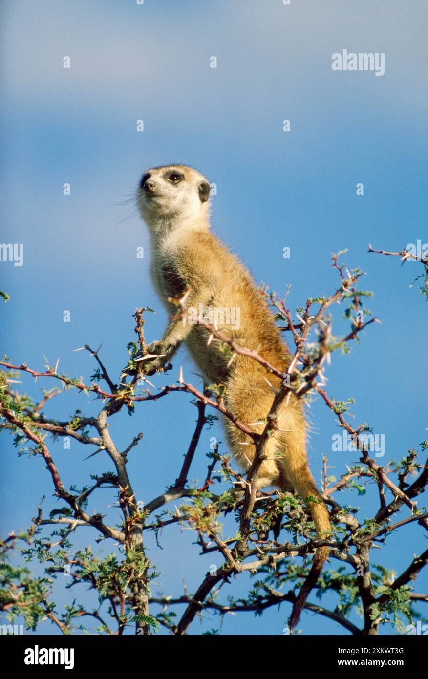 Suricate / Meerkat - in sguardo in albero, sentinella. Foto Stock