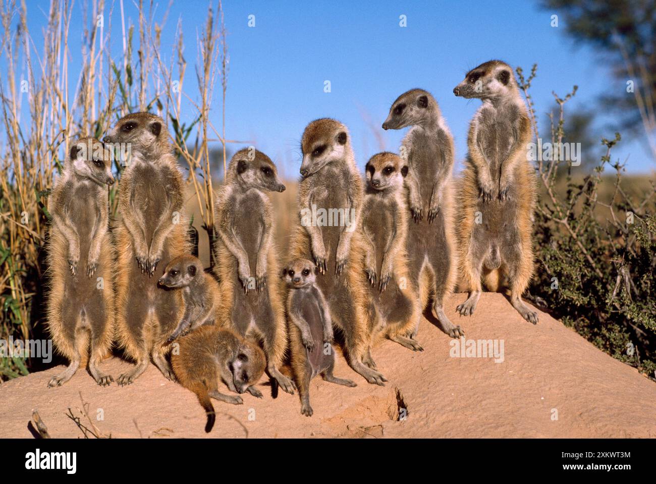 Suricate / Meerkat - prendere il sole la mattina presto Foto Stock
