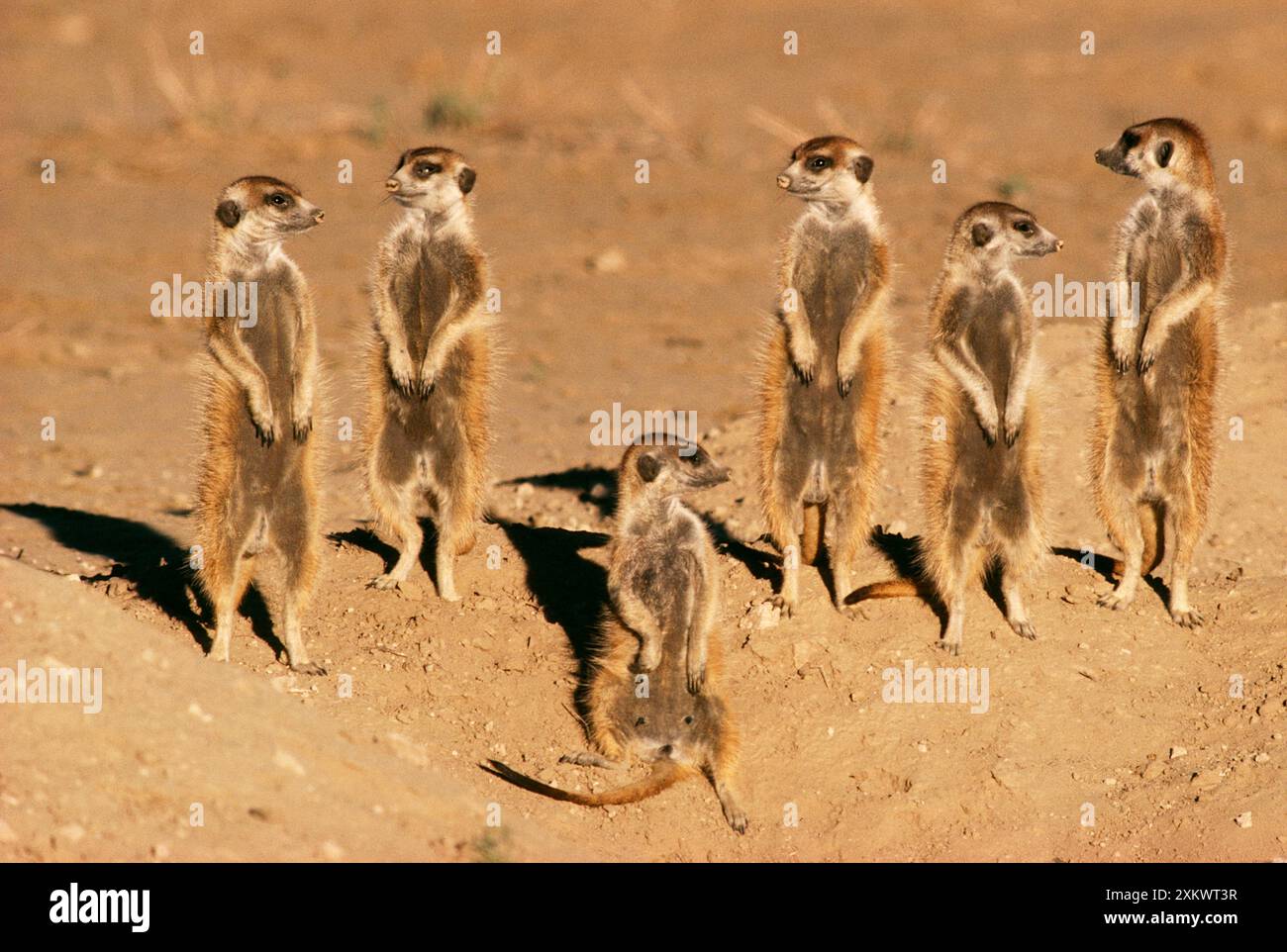 Suricates / Meerkat - Sunning se stessi Foto Stock