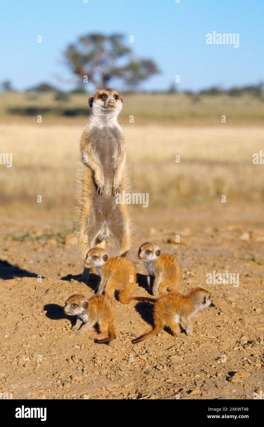 Suricate / Meerkat - babysitter e giovani Foto Stock