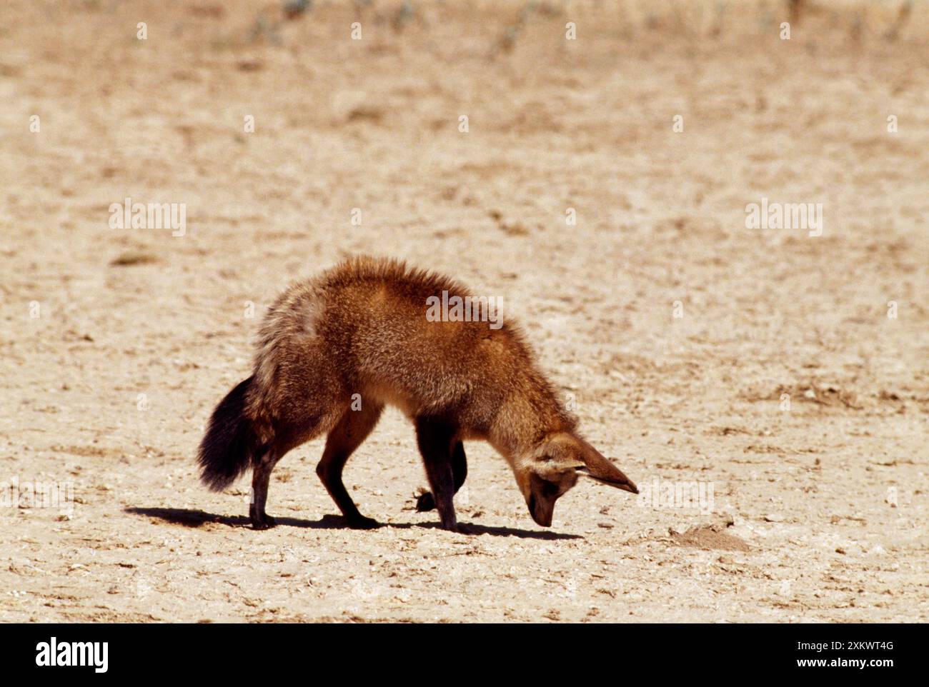 VOLPE dalle ORECCHIE pipistrellate - ascolta i mozzi sotterranei Foto Stock