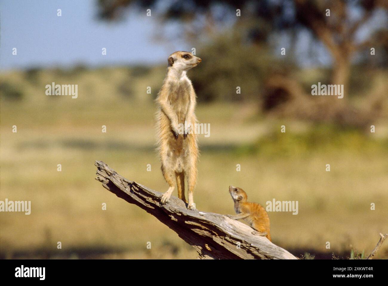 Suricate / Meerkat - guardia in guardia Foto Stock