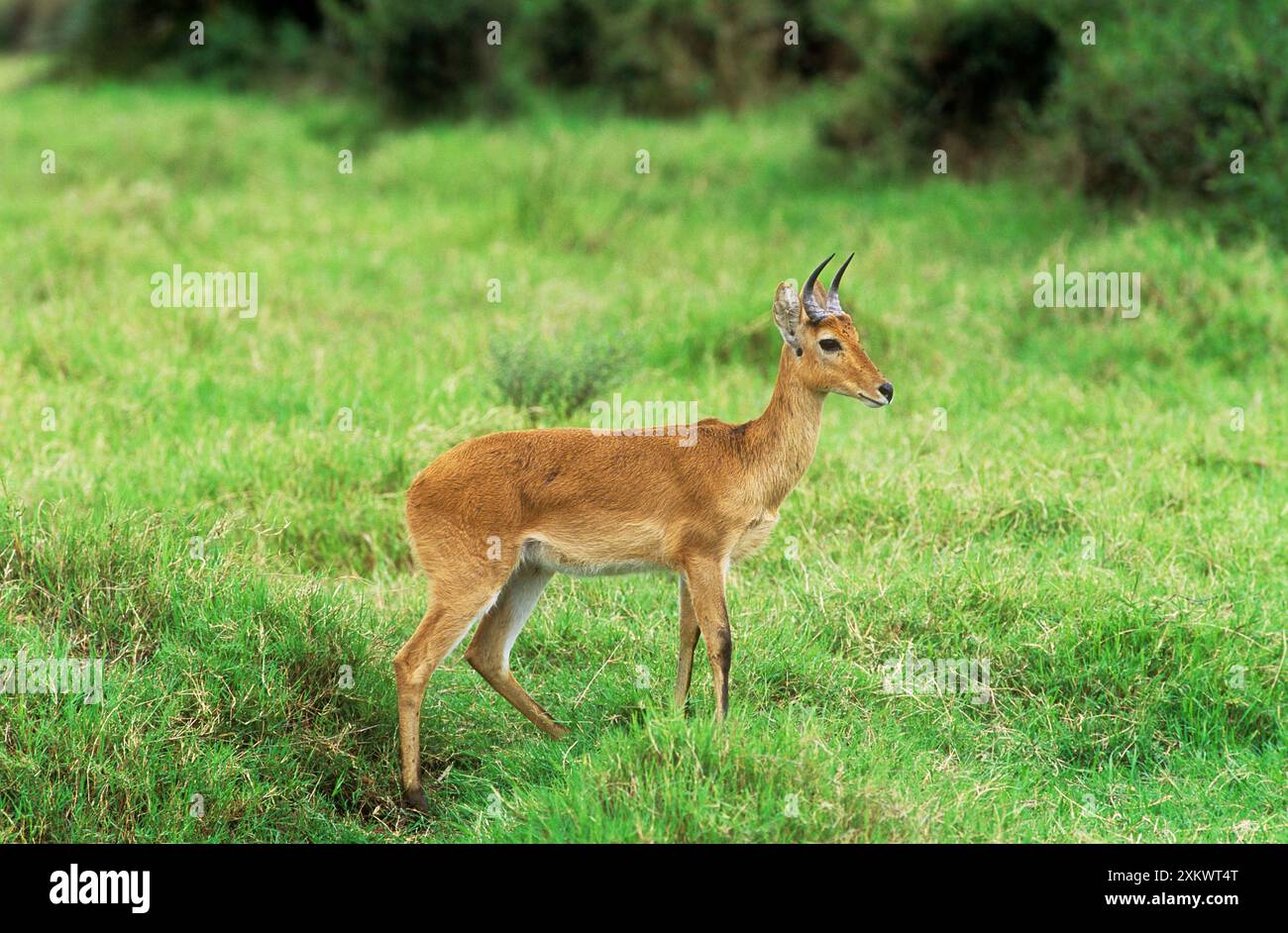Bohor Reedbuck - ariete Foto Stock