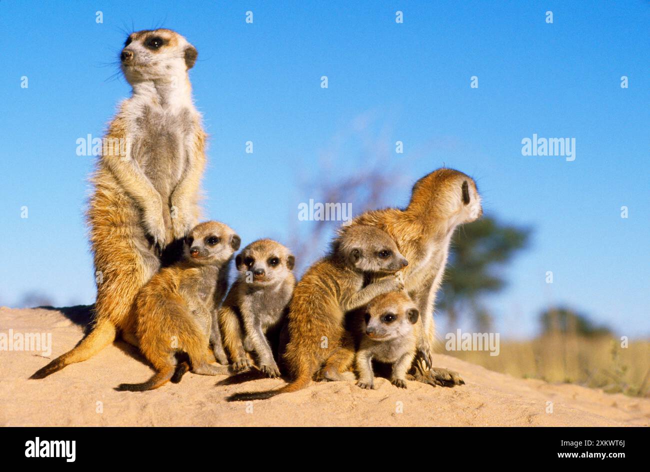 Suricate / Meerkat - adulti babysitter e giovani Foto Stock