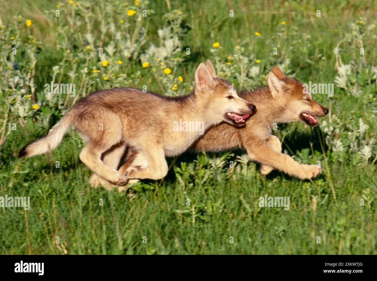 Cuccioli di lupo grigi - correndo nel prato Foto Stock