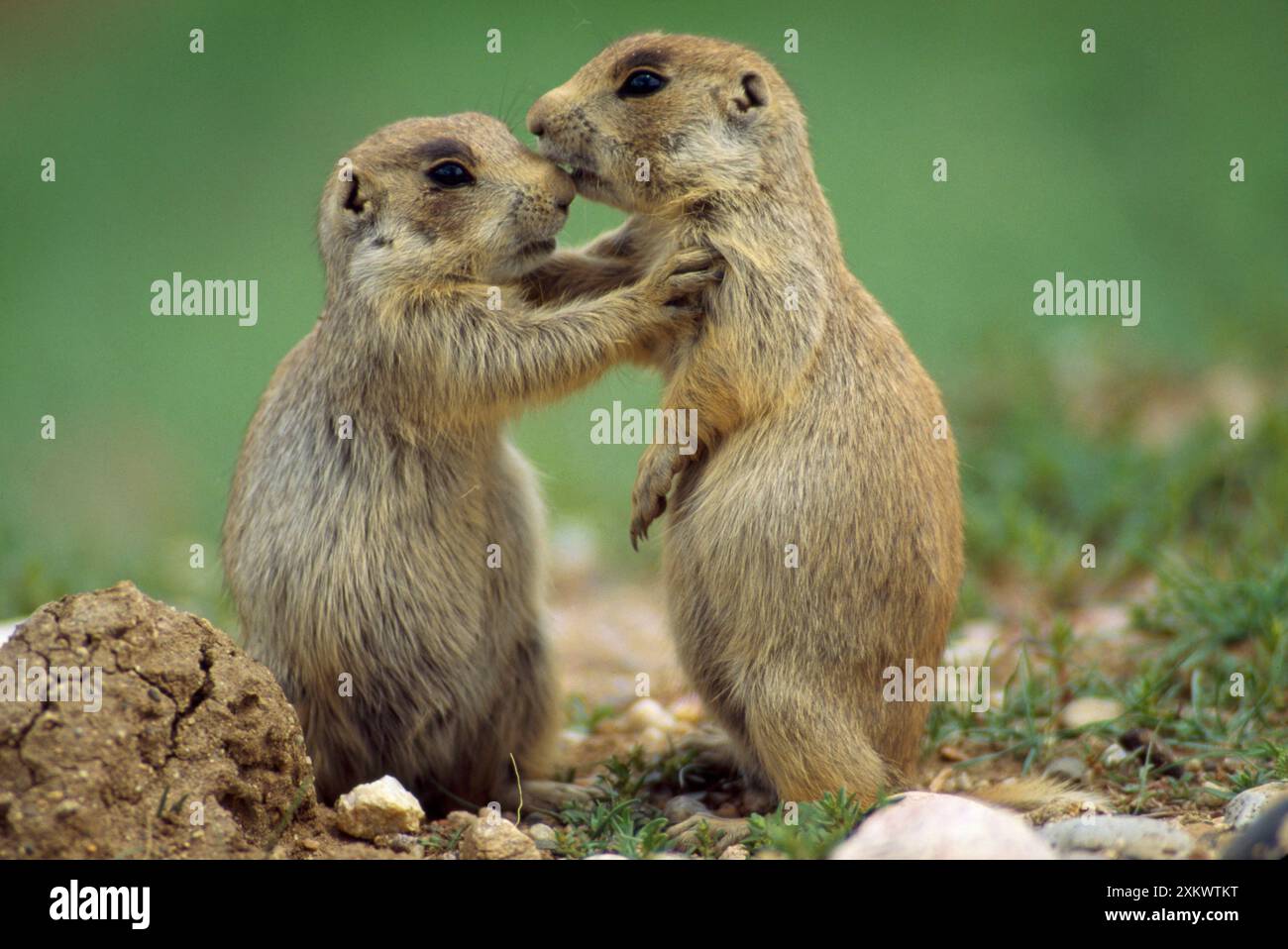 Prairie Dog dalla coda bianca - fermare il loro gioco Foto Stock