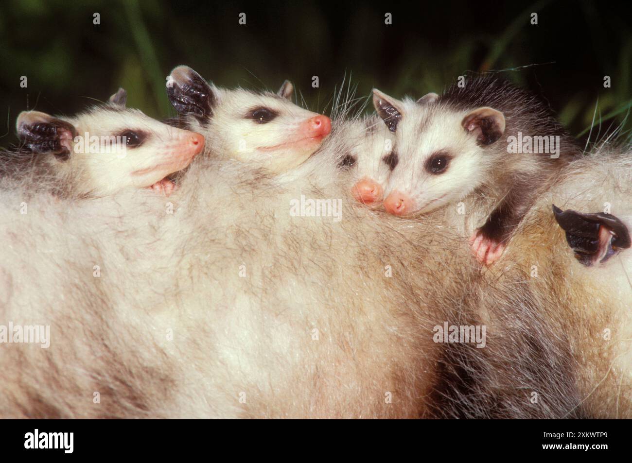 Virginia OPOSSUM, giovane alle spalle della madre Foto Stock