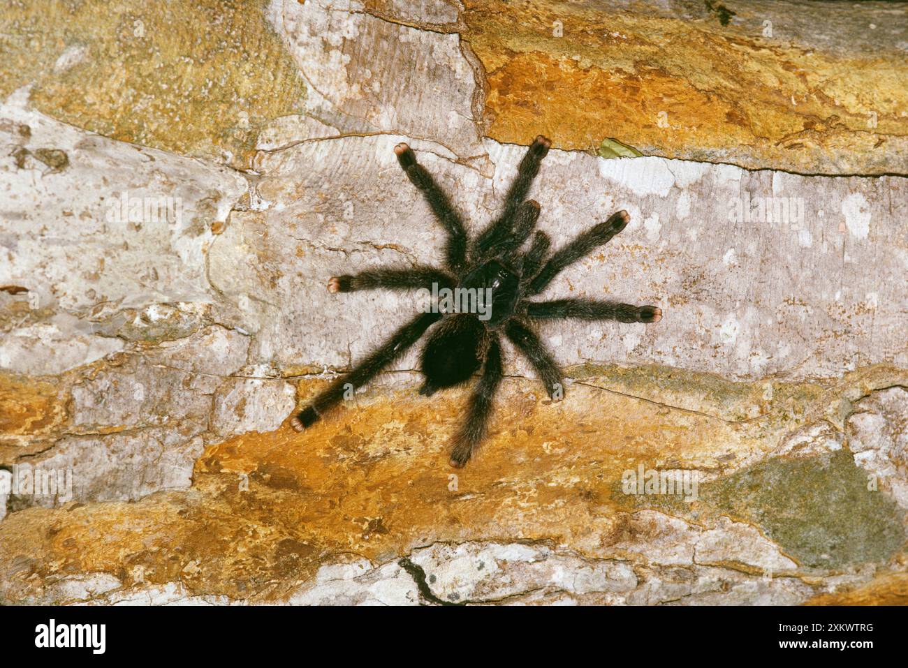 Tarantola con punta rosa/arancia/ragno che mangia uccelli Foto Stock