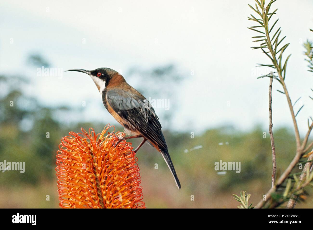 Eastern SPINEBILL - sulla testa di fiore Foto Stock