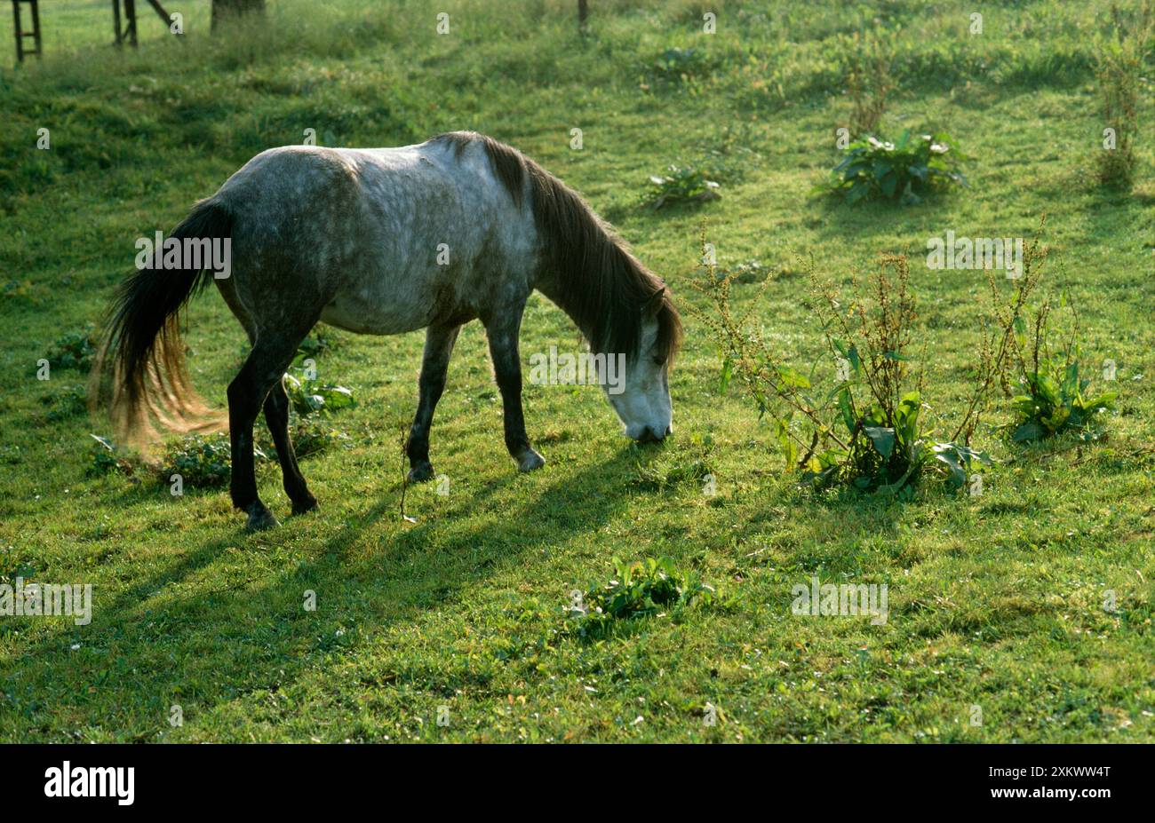 Cavallo - pony bosniaco al pascolo Foto Stock