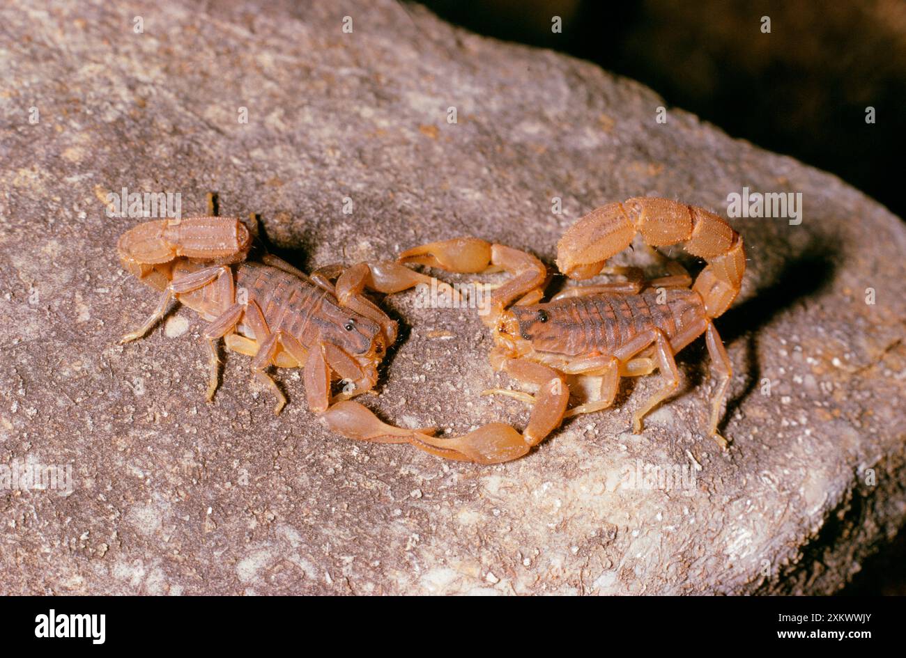 Scorpioni - danza di accoppiamento Foto Stock