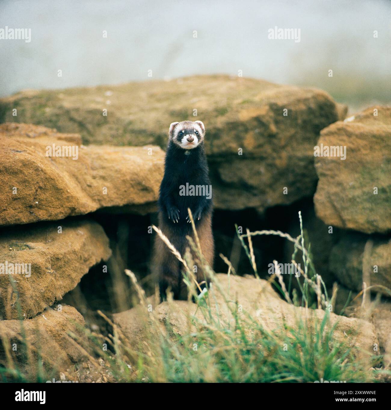 Polecat europea Foto Stock