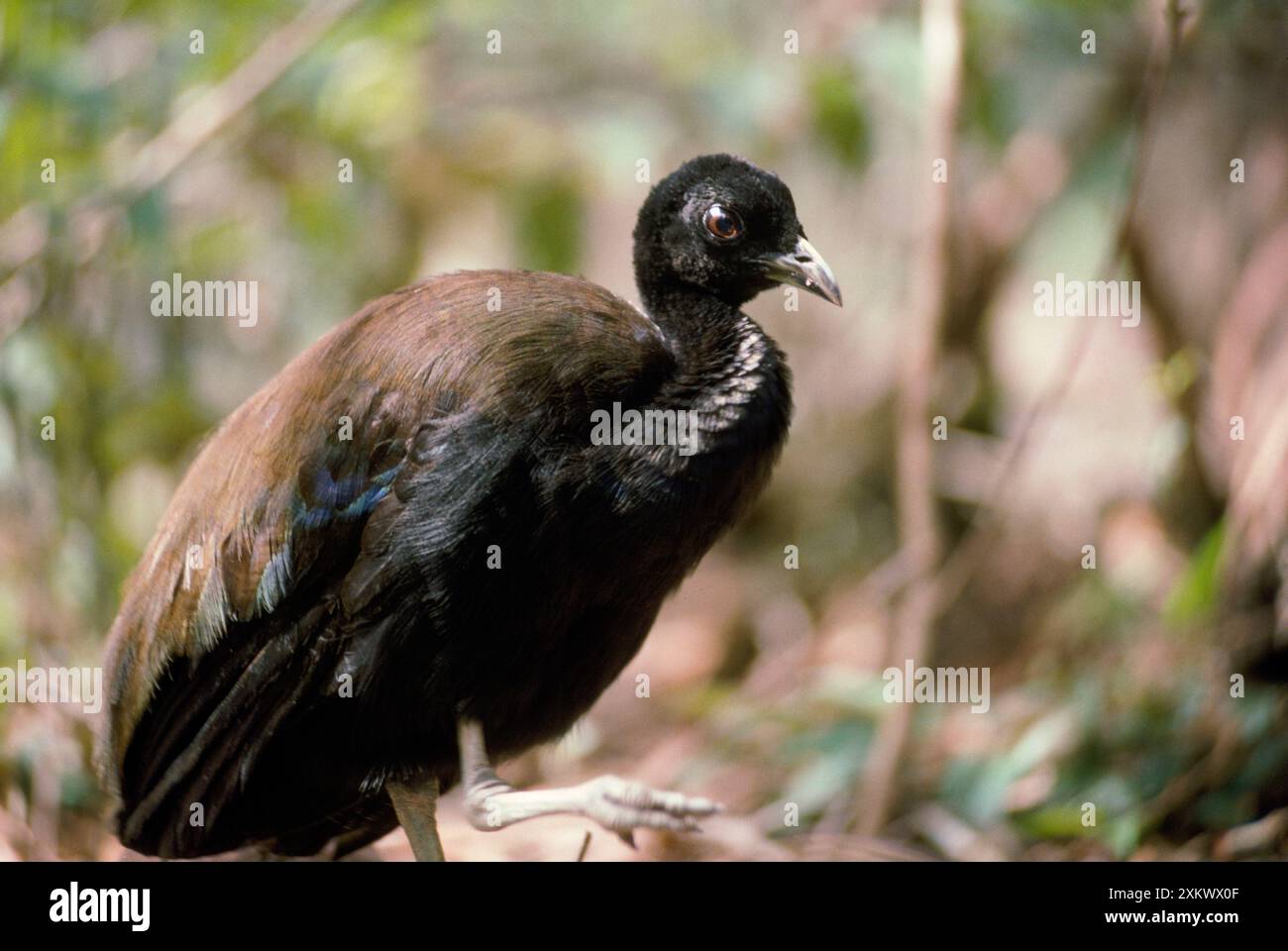 Uccello trombettiere con ali verdi/con ali scure Foto Stock