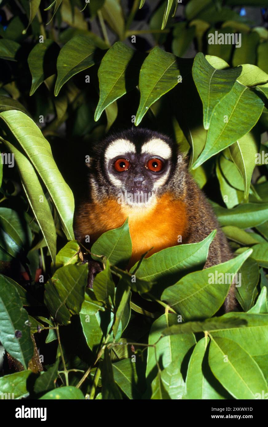Scimmia notturna / Gufo scimmia / Douracouli Foto Stock