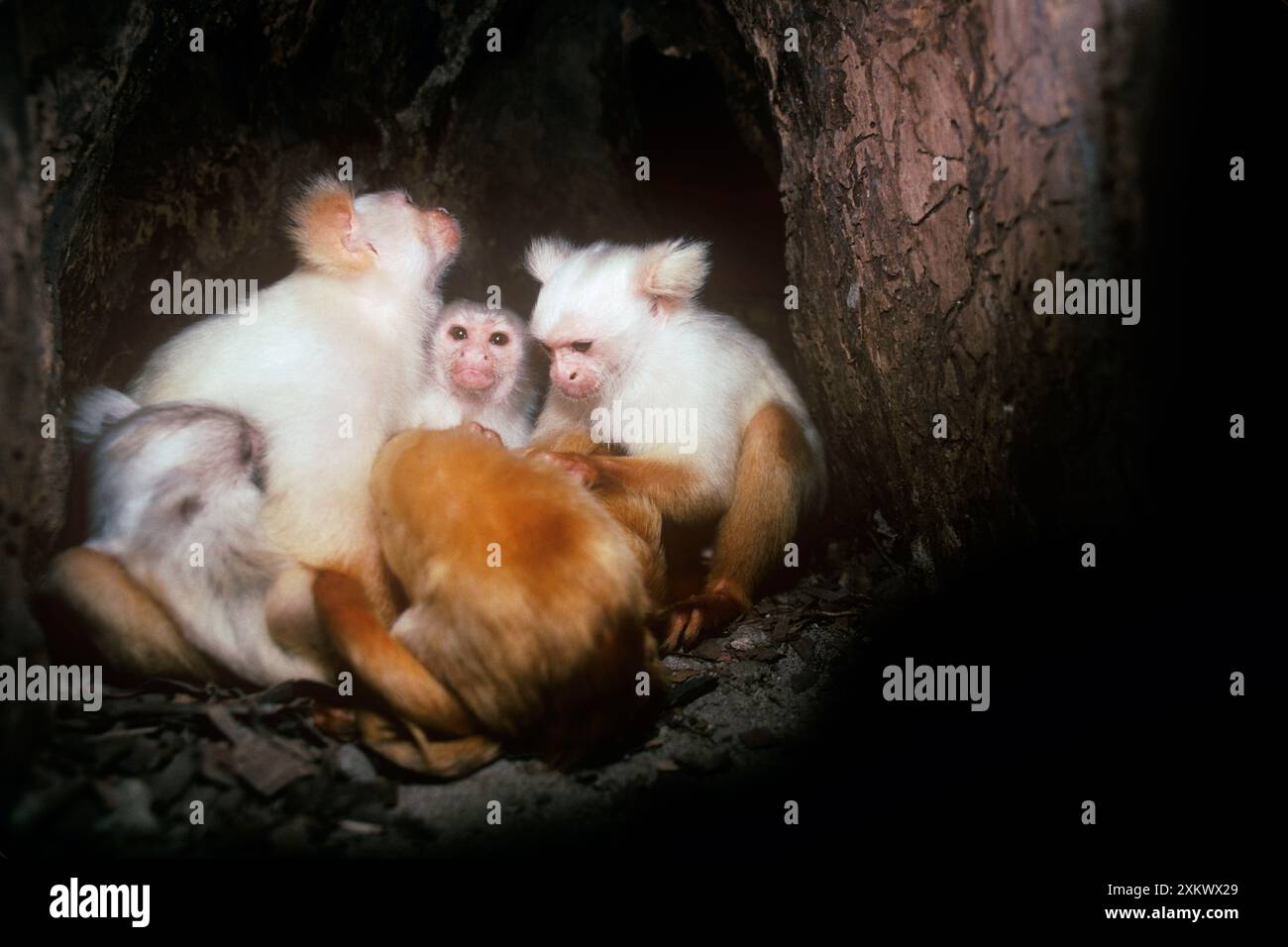 Marmoset con orecchie color oro-bianco - gruppo familiare Foto Stock