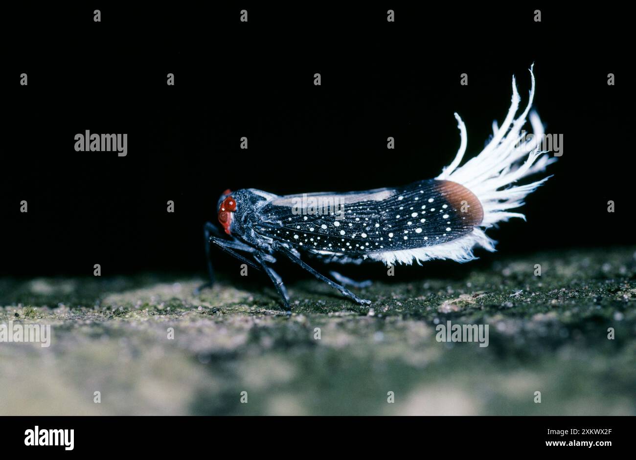 Lanterna Bug dalla coda cerosa - famiglia Cicada Foto Stock