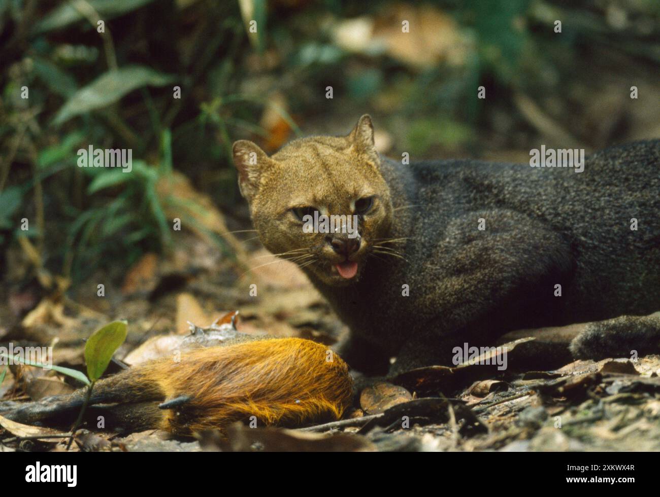 Jaguarundi - con Agouti uccidere Foto Stock