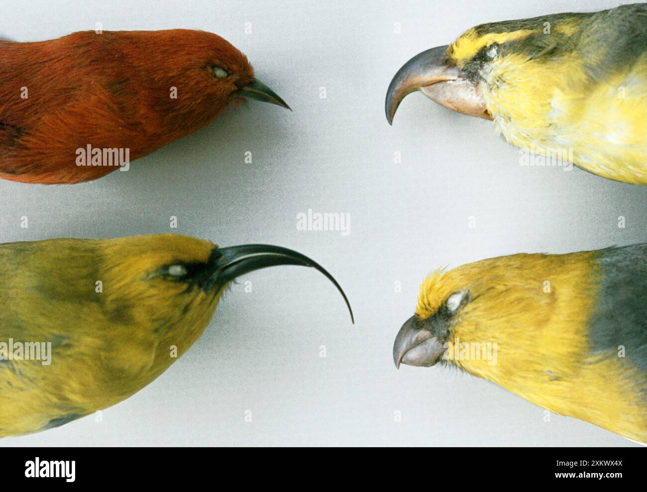 Uccelli estinti - esemplari morti - pelli delle Hawaii Foto Stock Uccelli estinti - esemplari morti - pelli delle Hawaii Foto Stock