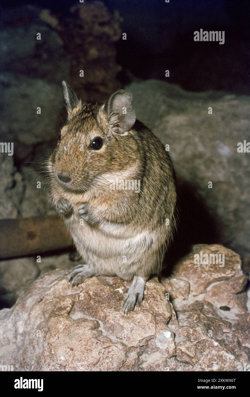 DEGU Foto Stock