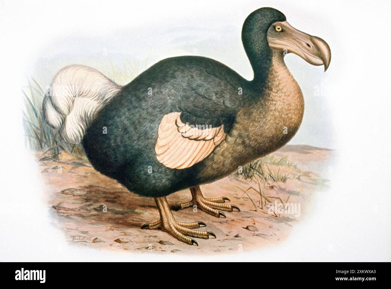 DODO - illustrazione Foto Stock