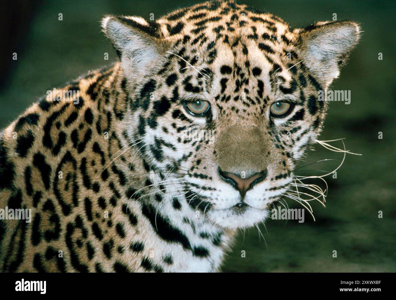 JAGUAR, RITRATTO DELLA TESTA Foto Stock