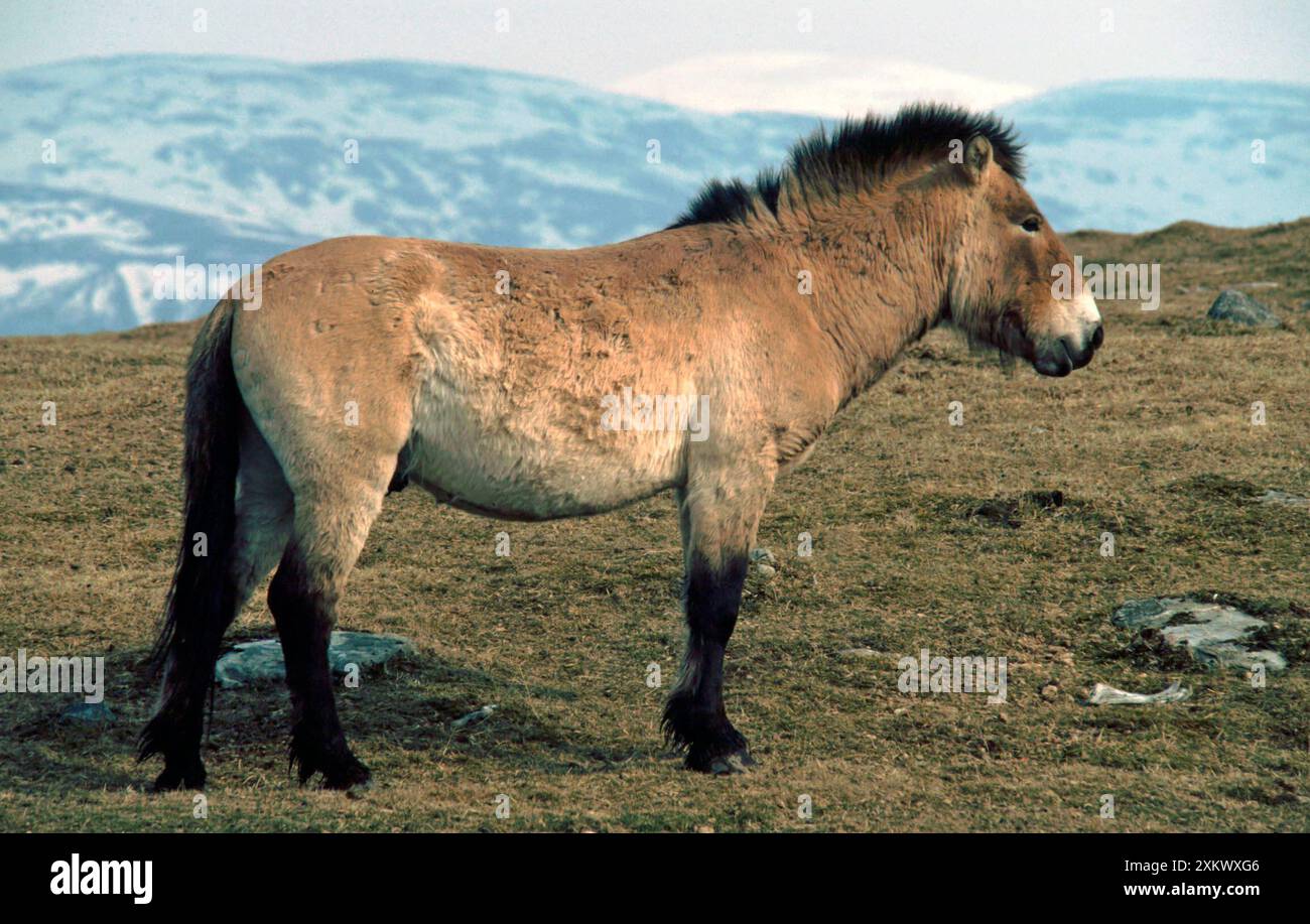 Selvaggio mongolo / Cavallo PrzewalskiÕs in cappotto invernale. Foto Stock