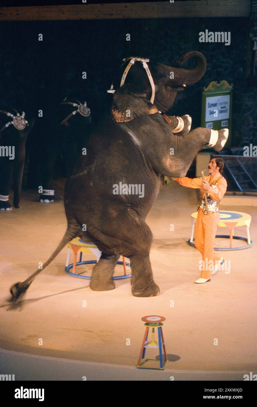 Elefante asiatico/indiano - perfoming in Circus Foto Stock
