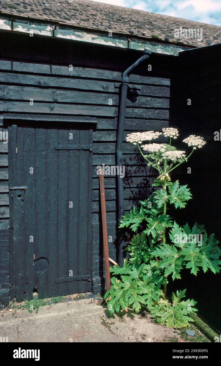 Giant Hogweed - invasore alieno nel Regno Unito Foto Stock