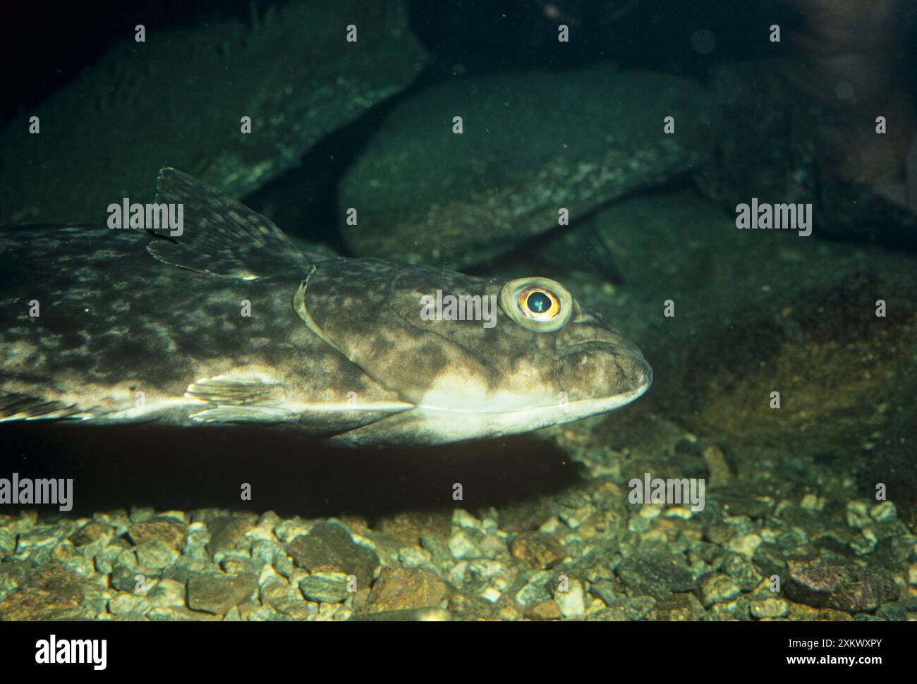 HALIBUT - VISTA LATERALE Foto Stock