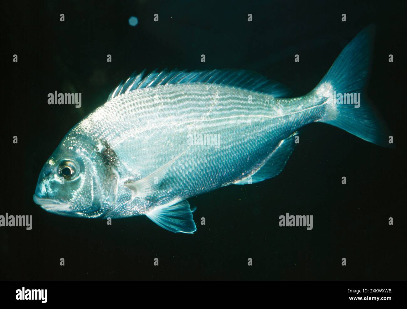 Pesce A TESTA DORATA / Reflusso di pesce A TESTA DORATA - Vista laterale Foto Stock