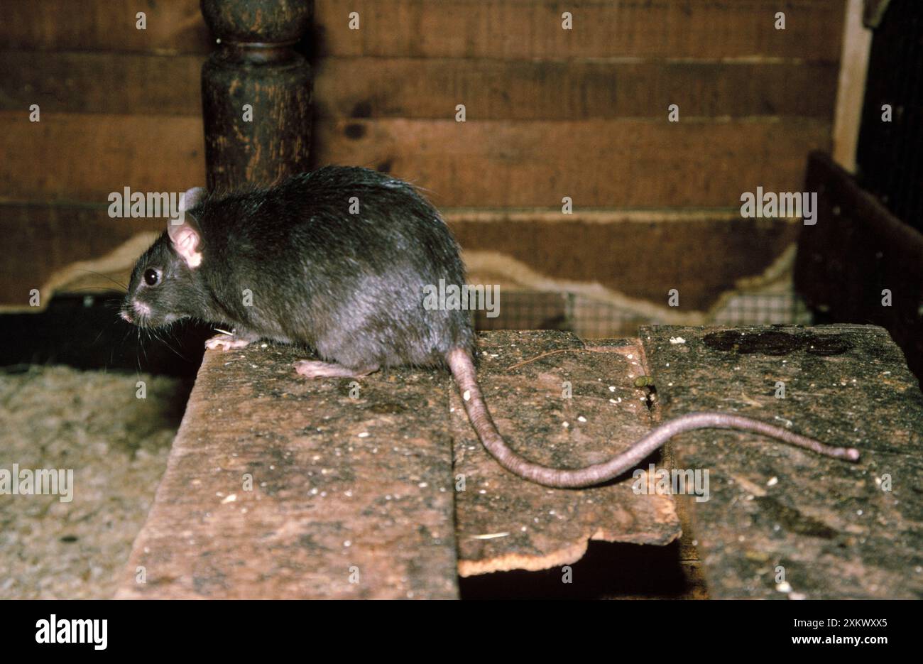 Black / Ship Rat - conosciuto anche come The House / Roof Rat Foto Stock