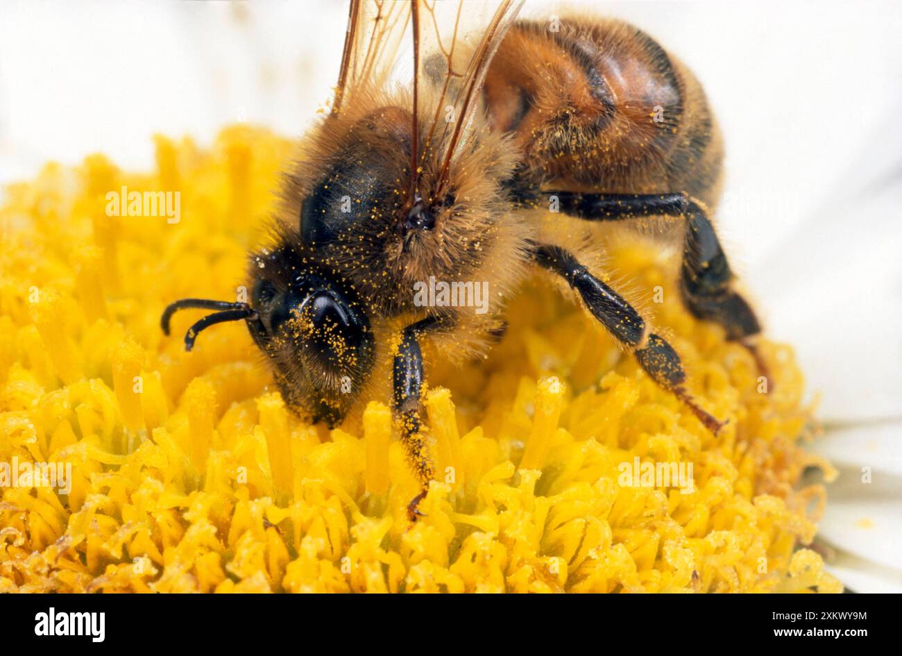 Honey Bee - sul polline di raccolta fiori Foto Stock