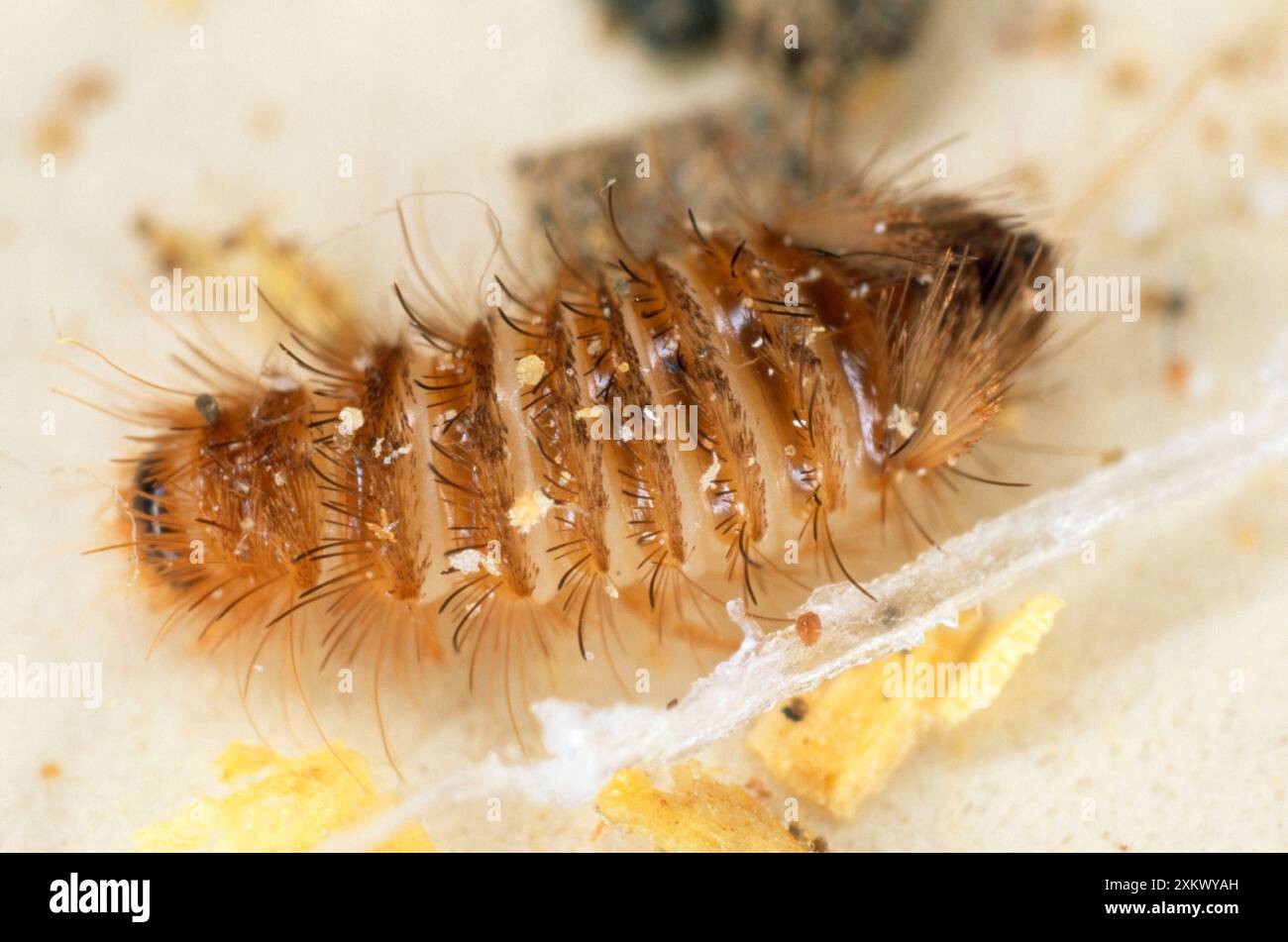 Museo / Carpet BEETLE vario - Ôwoolly bearÕ Foto Stock