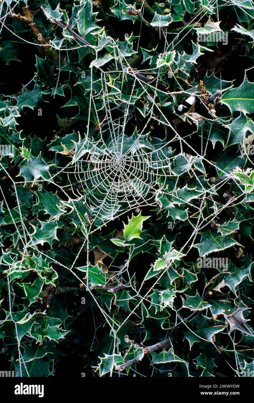 Ragnatela Foto Stock
