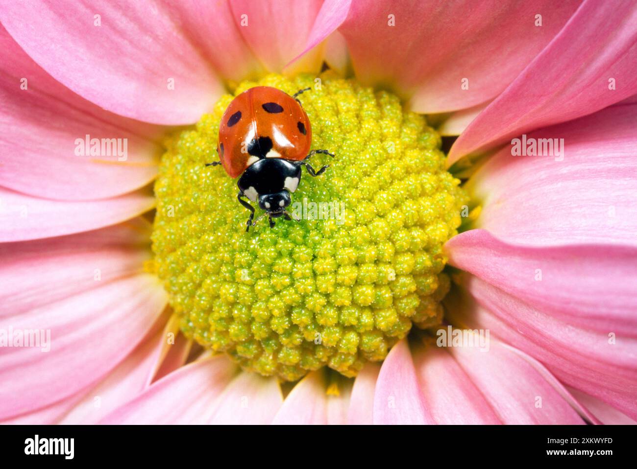 Ladybird a 7 punti - sul fiore Foto Stock