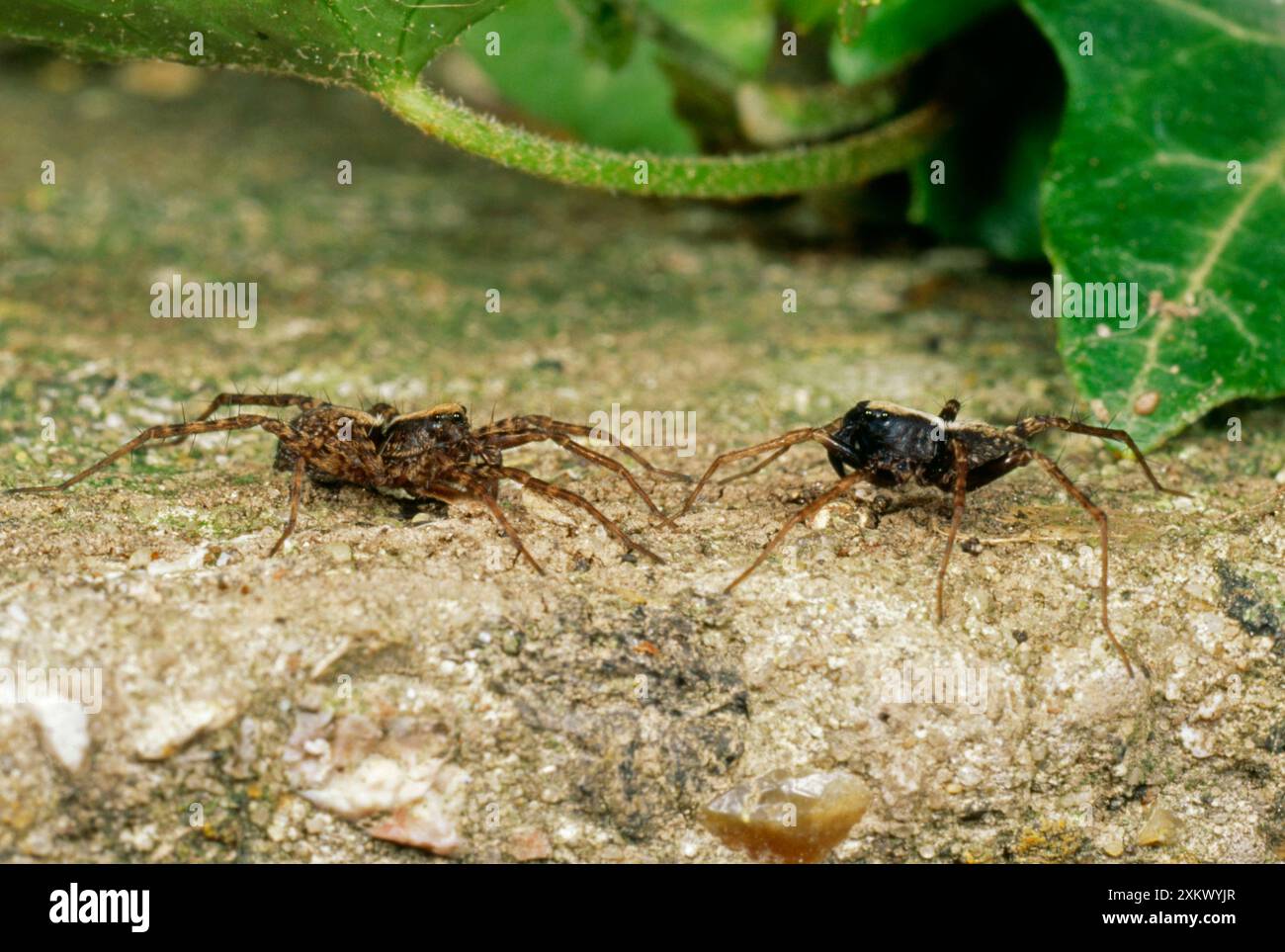 Wolf Spiders - corteggiamento di accoppiamento femmina (sinistra) / maschio (destra) Foto Stock